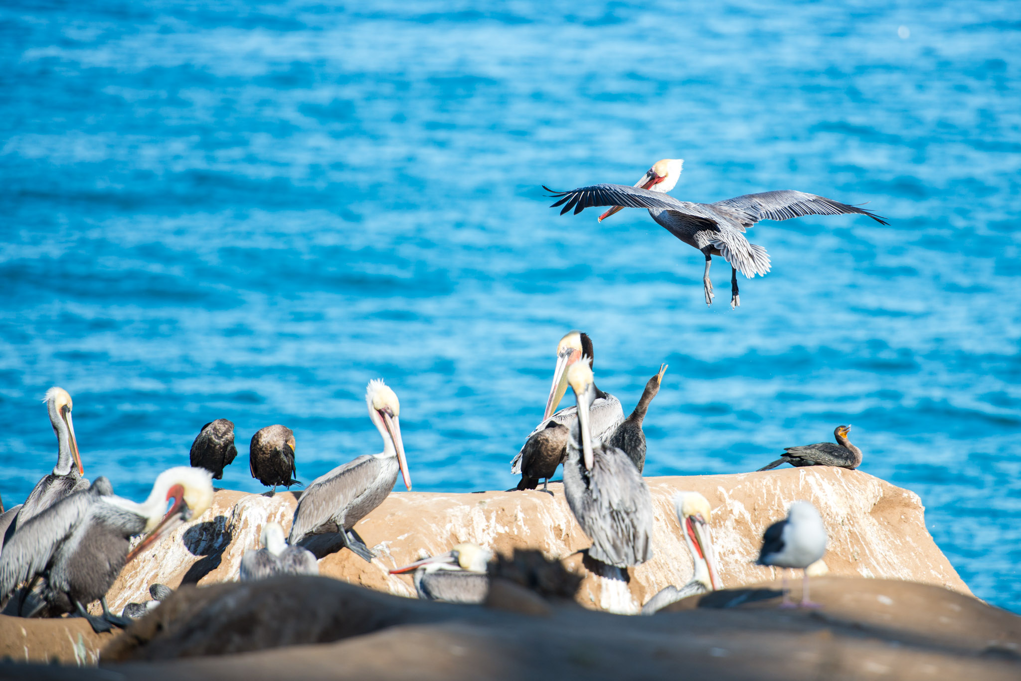 Some pelicans, chilling at La Jolla Cove