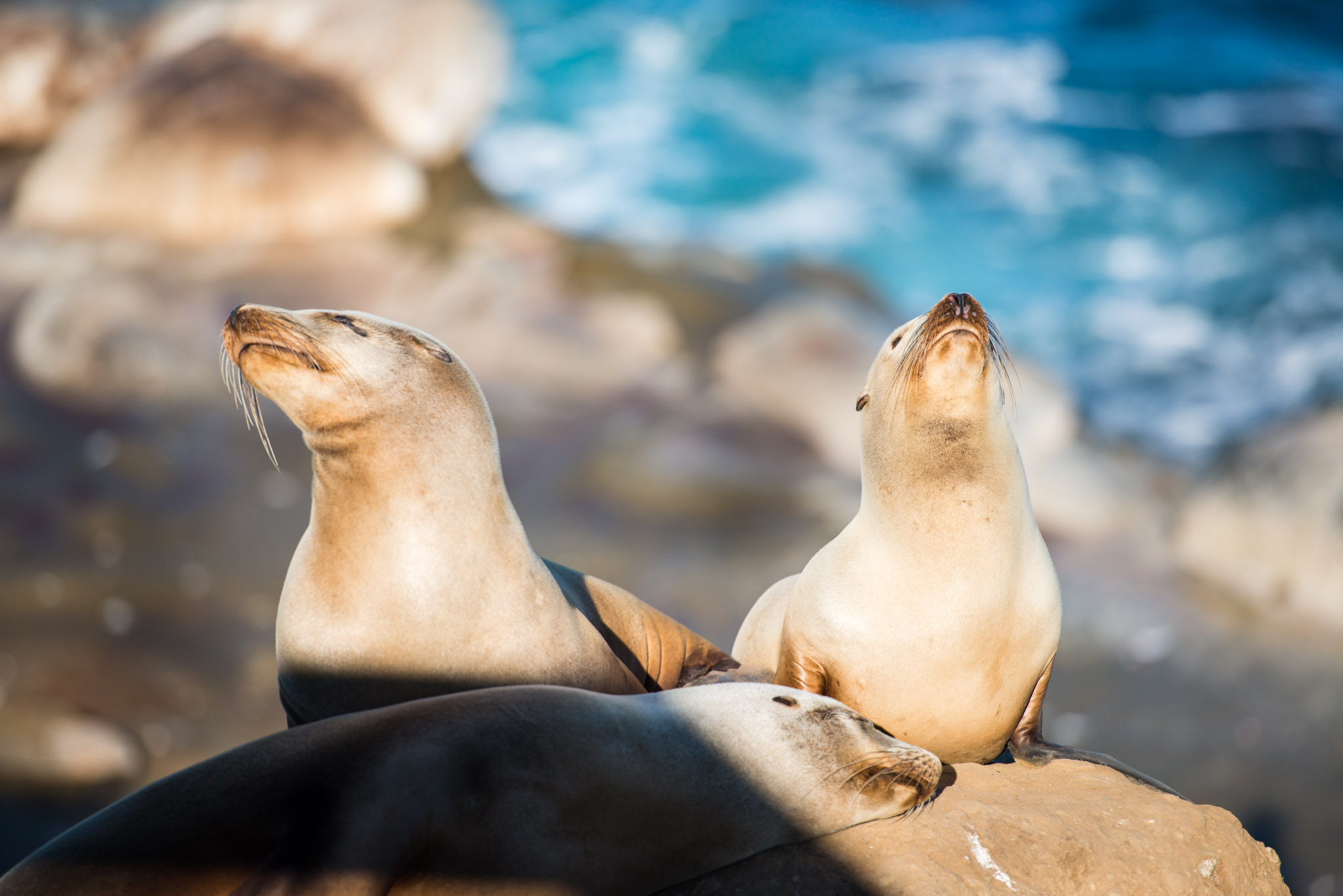 Seals, chilling even harder.