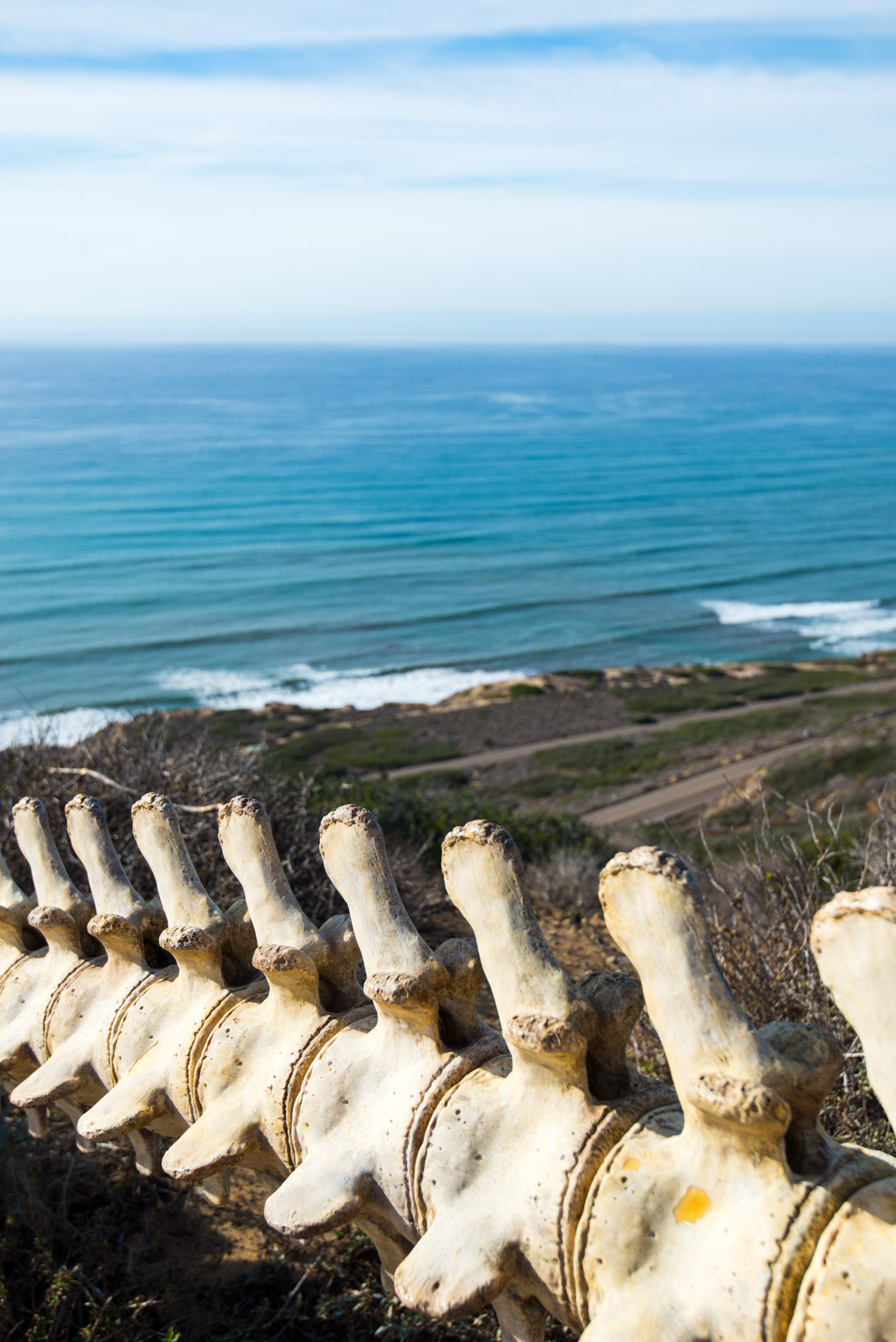 Whale backbone, Cabrillo National Monument